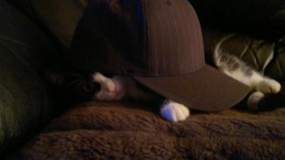 Blanding af racer Mulle - En sej misser  billede 4