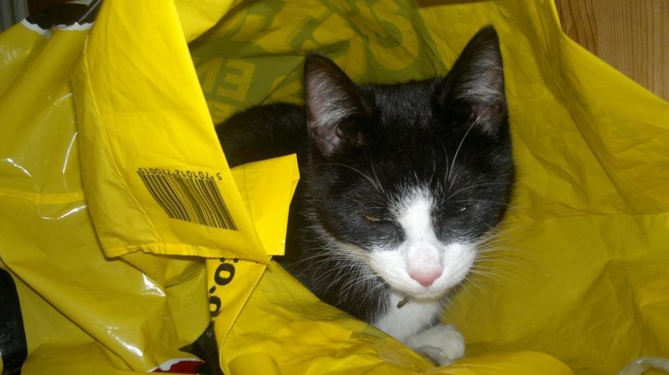 Blanding af racer Mulle - Dejlig men lidt skør <3  billede 5