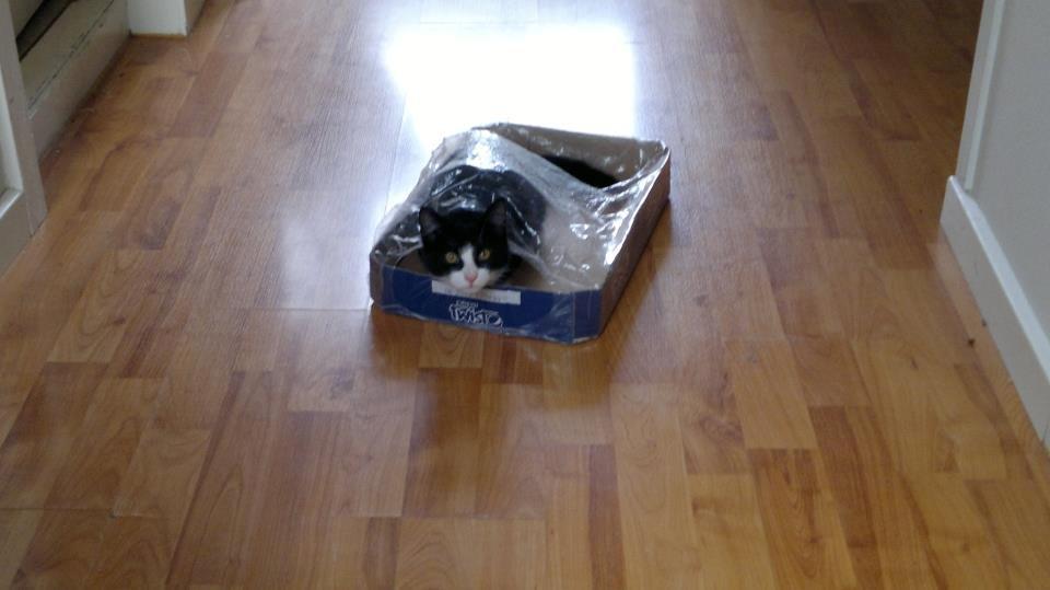 Blanding af racer Mulle - Jaa  billede 6