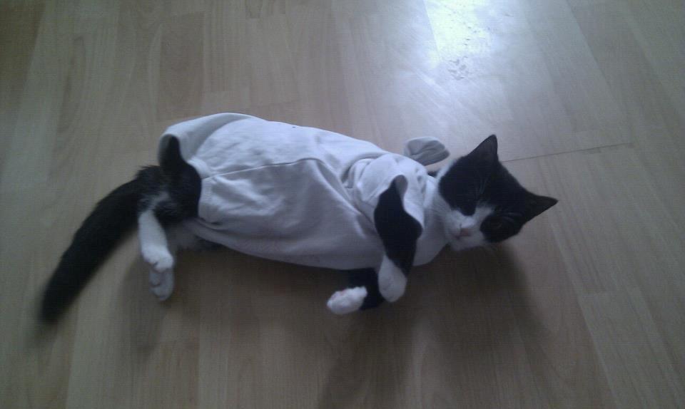 Blanding af racer Mulle - Efter hendes tur ved dyrlægen  billede 7