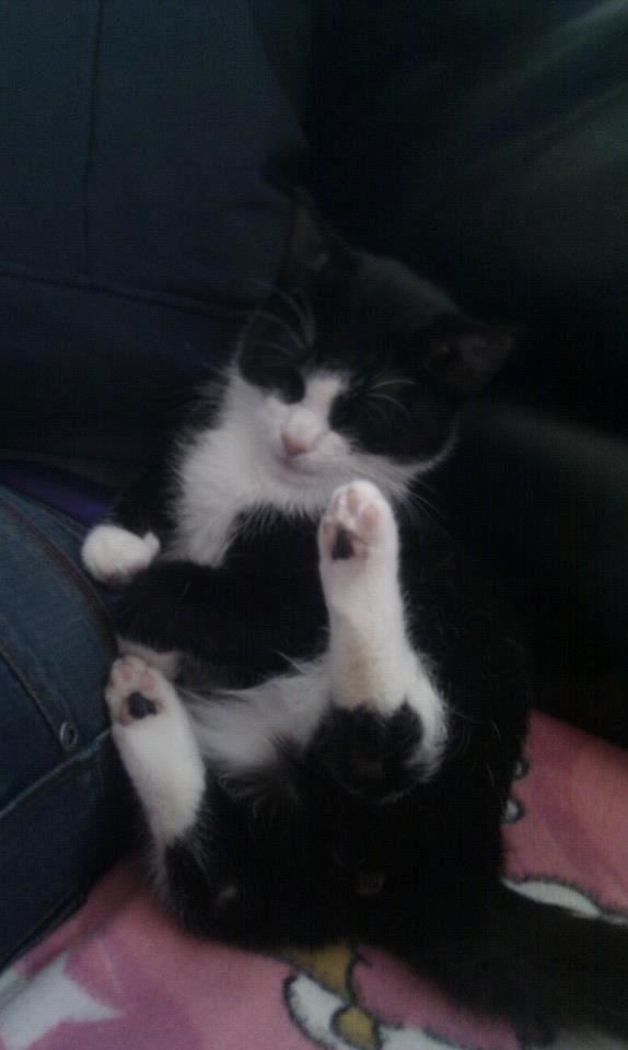 Blanding af racer Mulle - En meget træt kat som næsten lige er vågnet op fra narkosen  billede 8