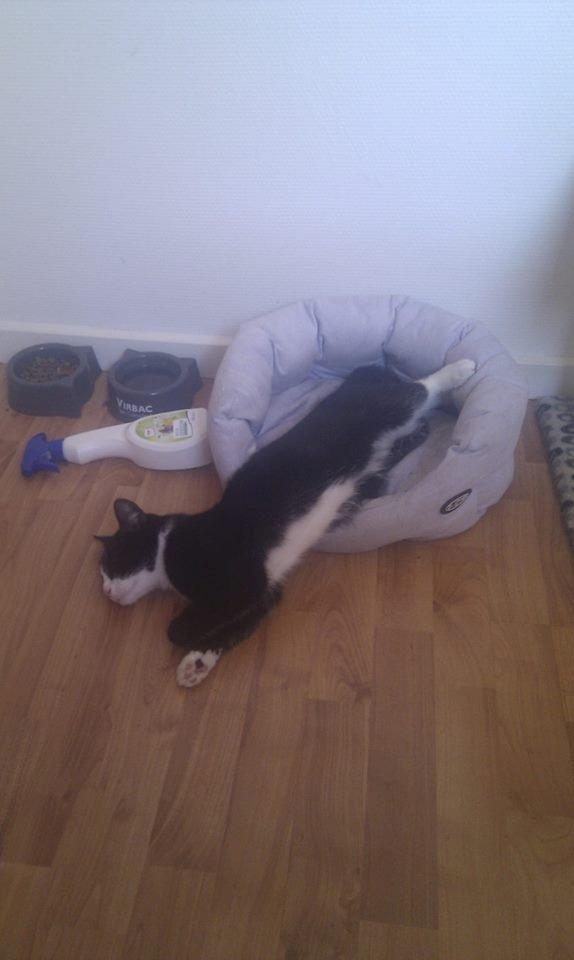 Blanding af racer Mulle - Det er meget hårdt at være kat nu til dags  billede 10