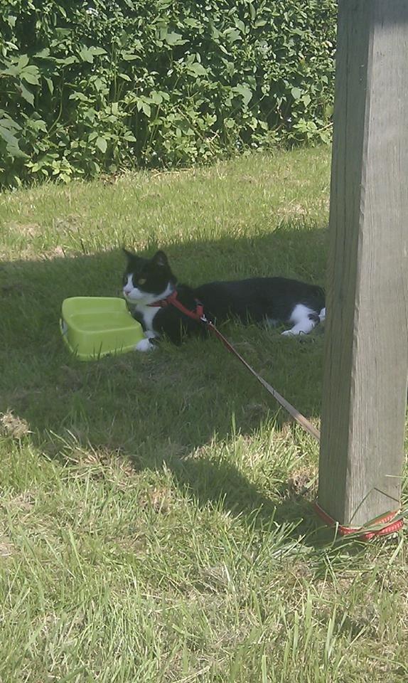 Blanding af racer Mulle - Nyder at komme med ud :) billede 11