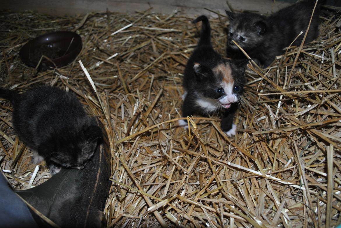 Huskat Cirkeline billede 3