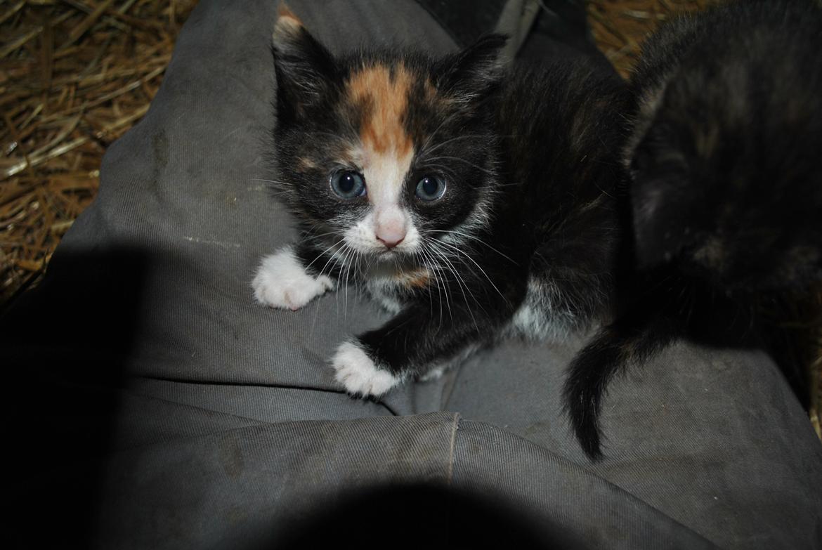 Huskat Cirkeline billede 15