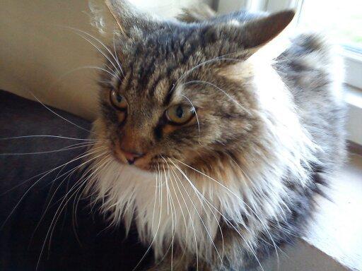 Maine Coon Leopold billede 21