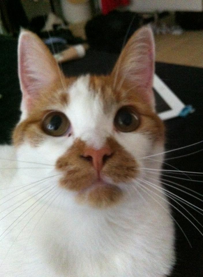 Blanding af racer Patmand billede 2