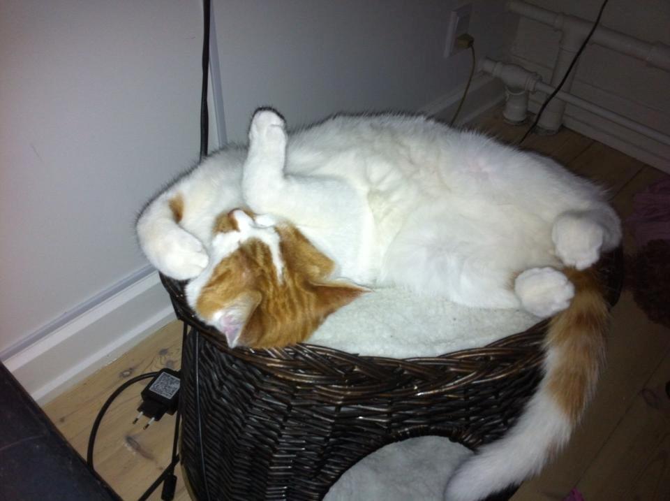 Blanding af racer Patmand billede 3