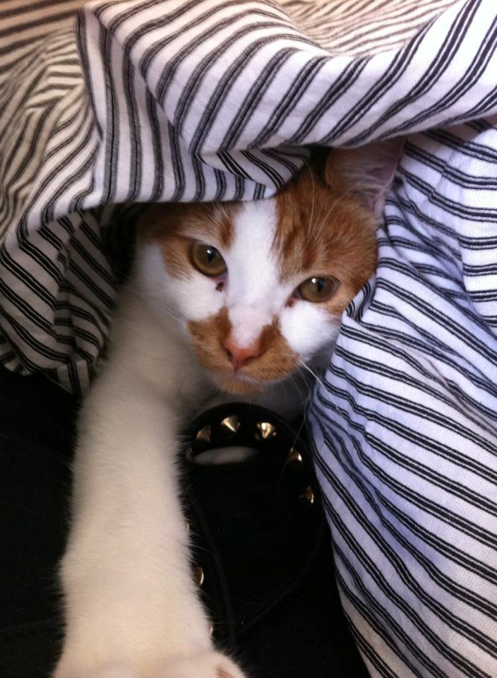 Blanding af racer Patmand billede 4