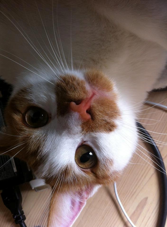 Blanding af racer Patmand billede 5