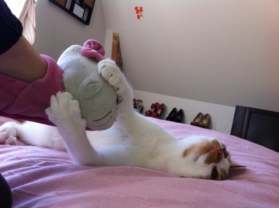 Blanding af racer Patmand billede 6