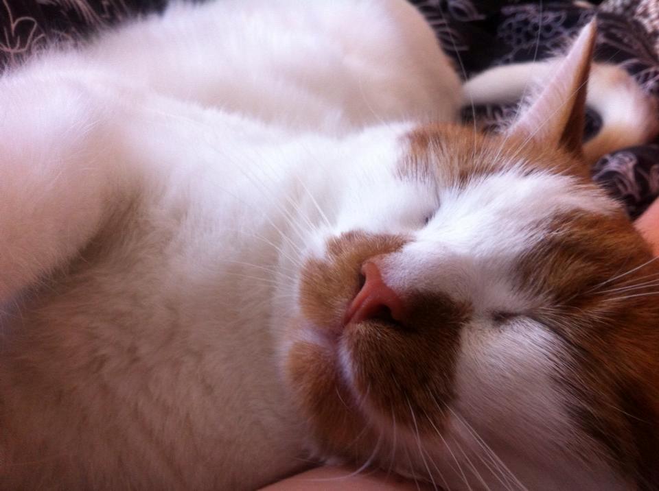 Blanding af racer Patmand billede 7