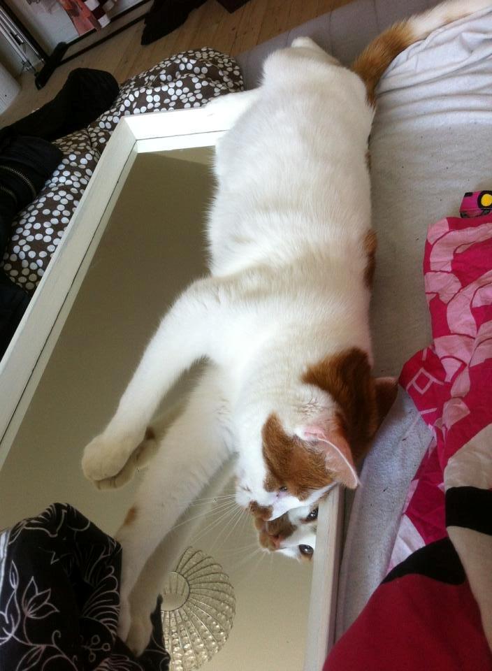 Blanding af racer Patmand billede 8