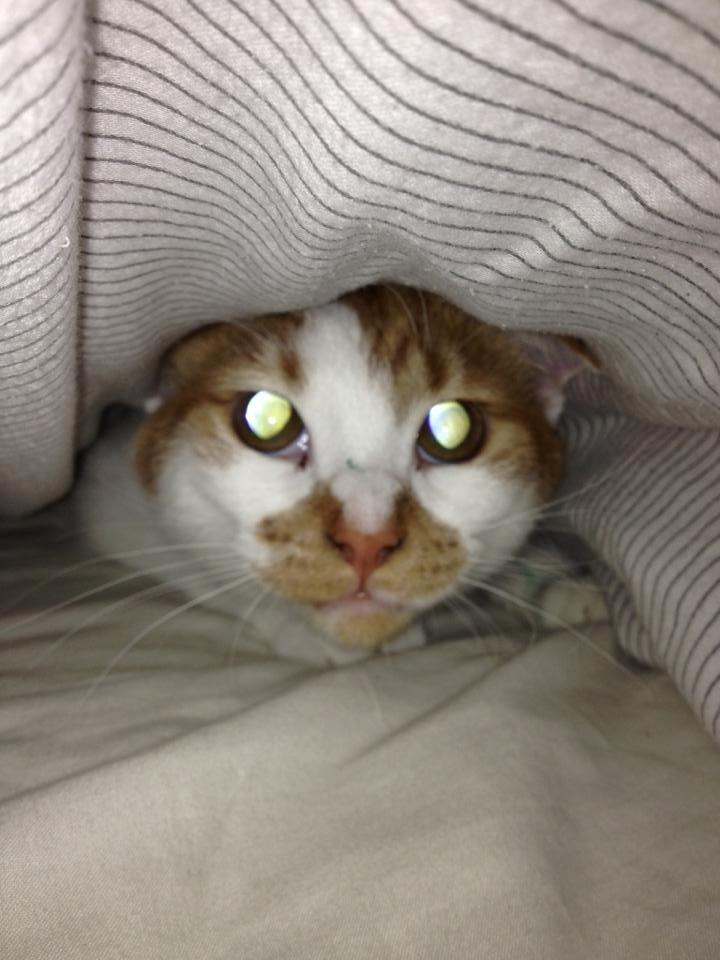 Blanding af racer Patmand billede 9