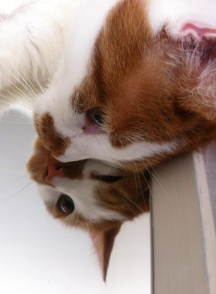 Blanding af racer Patmand billede 10