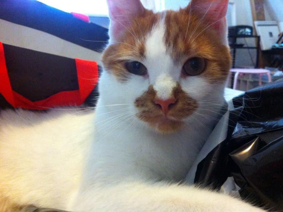 Blanding af racer Patmand billede 11