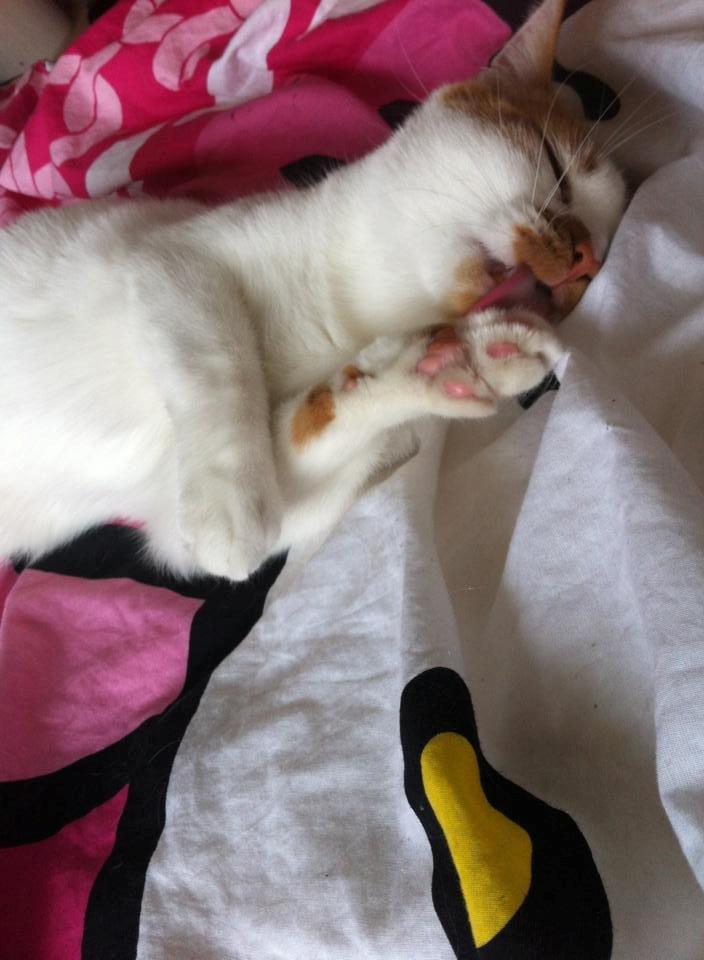 Blanding af racer Patmand billede 12