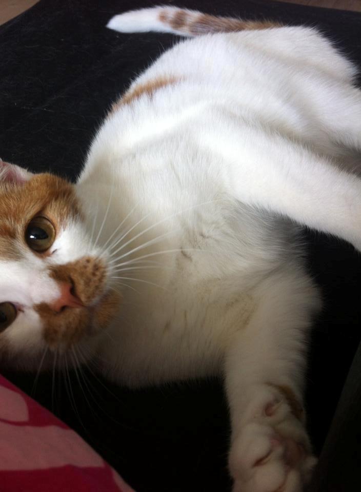 Blanding af racer Patmand billede 13