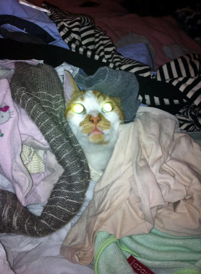 Blanding af racer Patmand billede 14