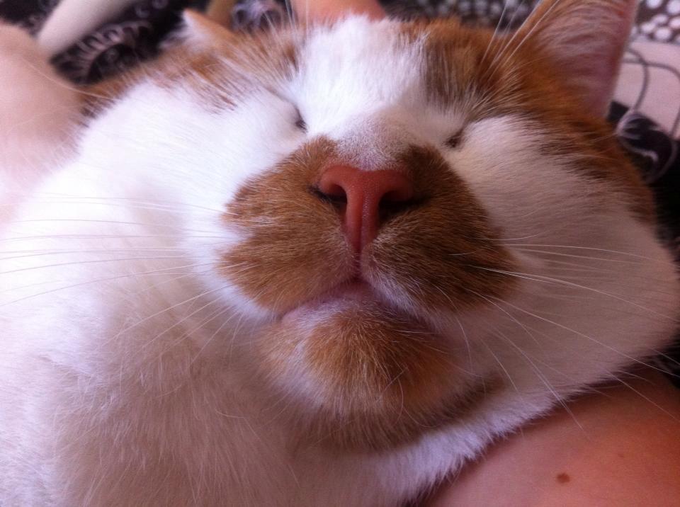 Blanding af racer Patmand billede 15