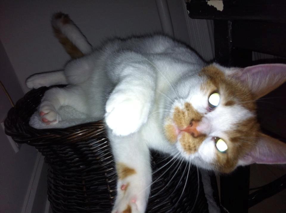 Blanding af racer Patmand billede 16