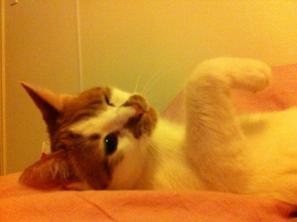 Blanding af racer Patmand billede 17