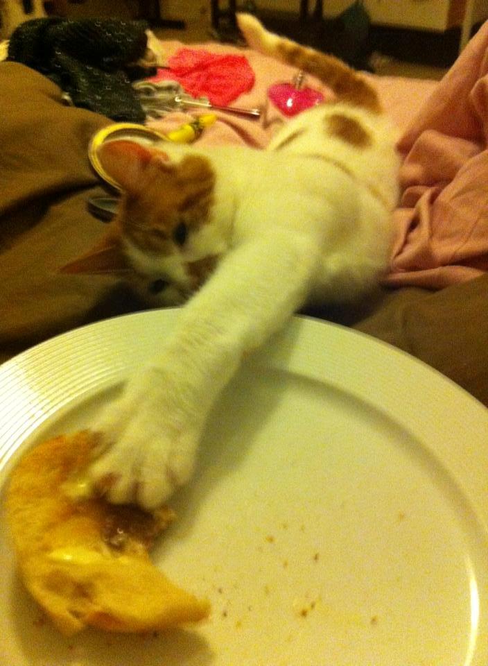 Blanding af racer Patmand billede 18