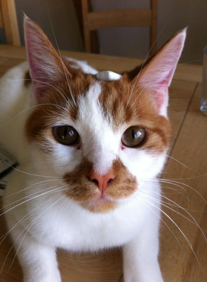 Blanding af racer Patmand billede 19