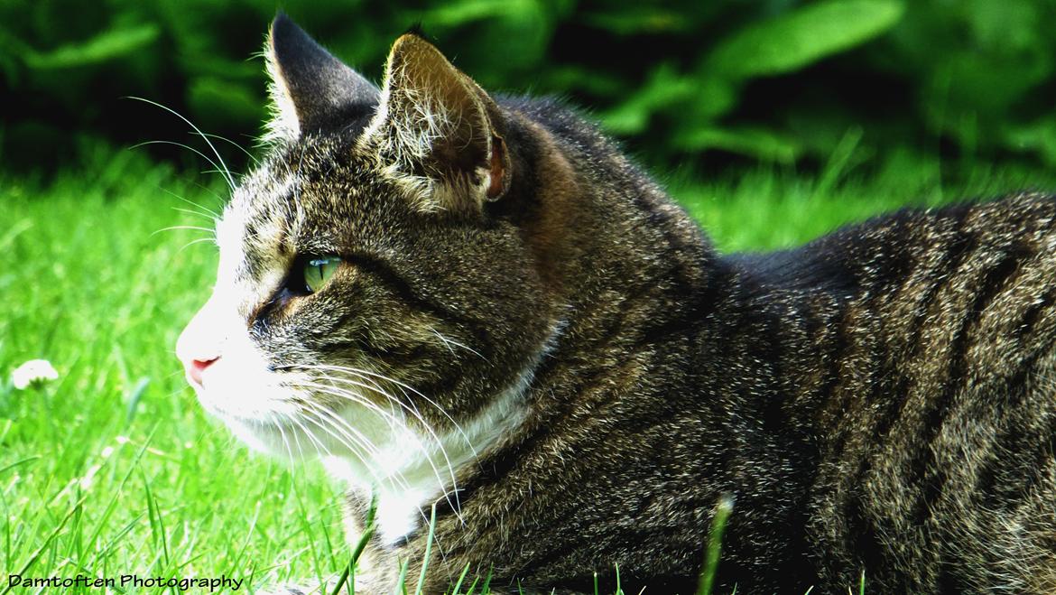 Huskat Nuller billede 2