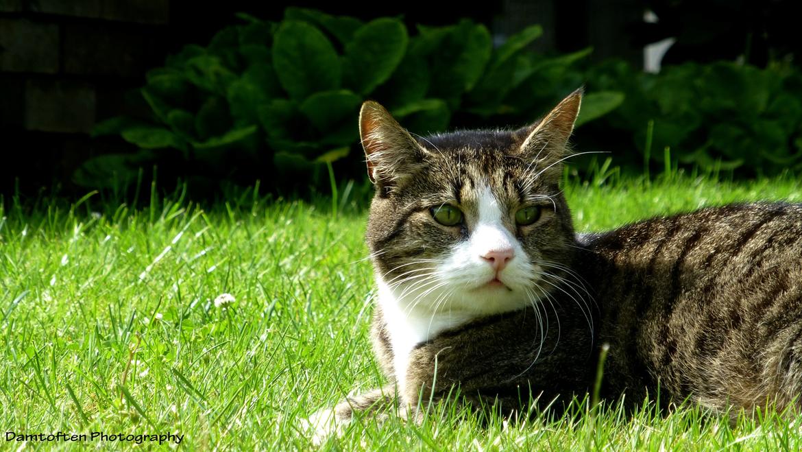 Huskat Nuller billede 1