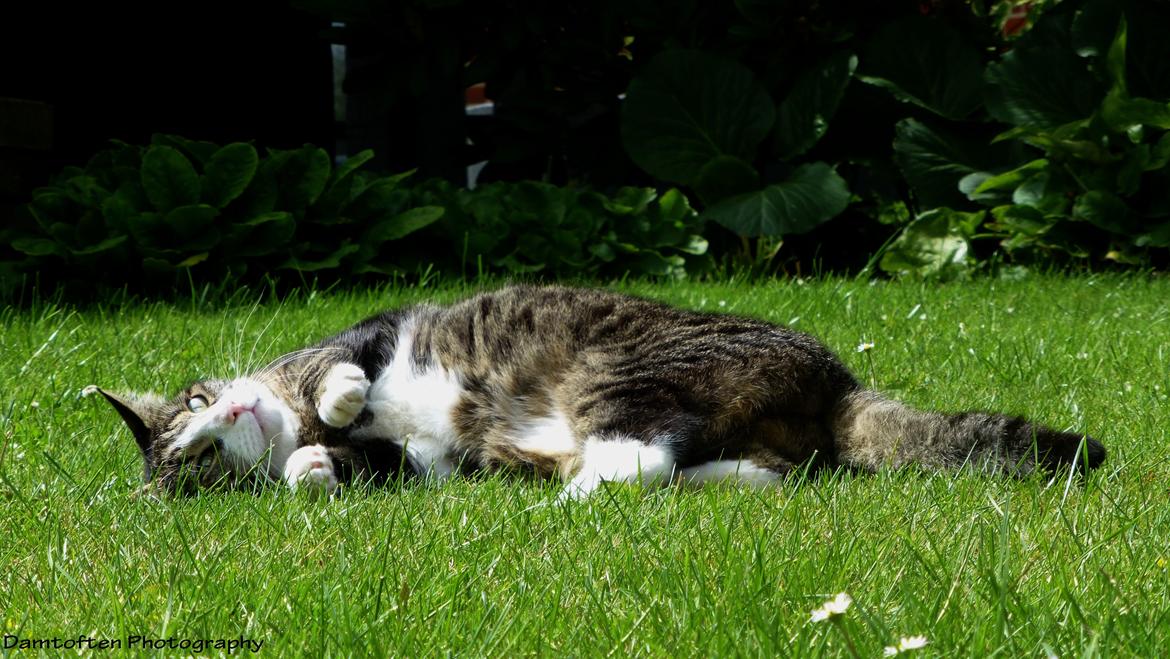 Huskat Nuller billede 3