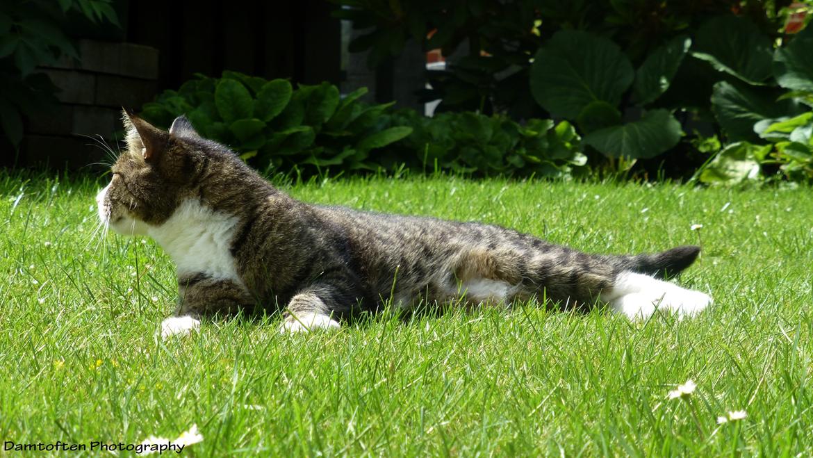 Huskat Nuller billede 4