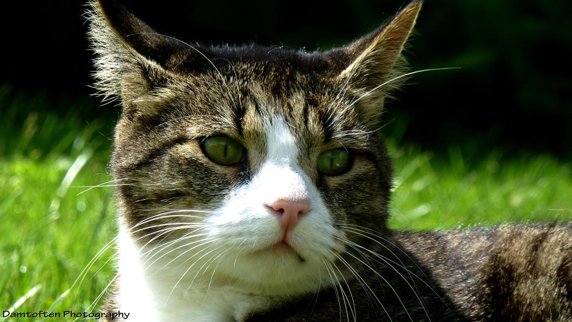 Huskat Nuller billede 5