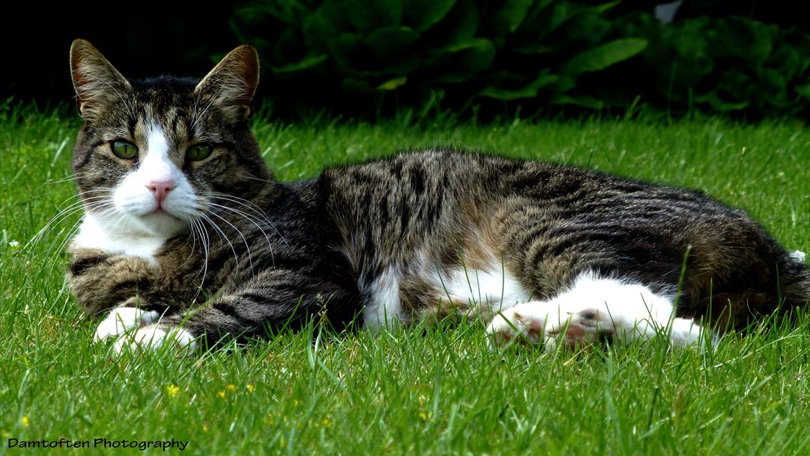 Huskat Nuller billede 7