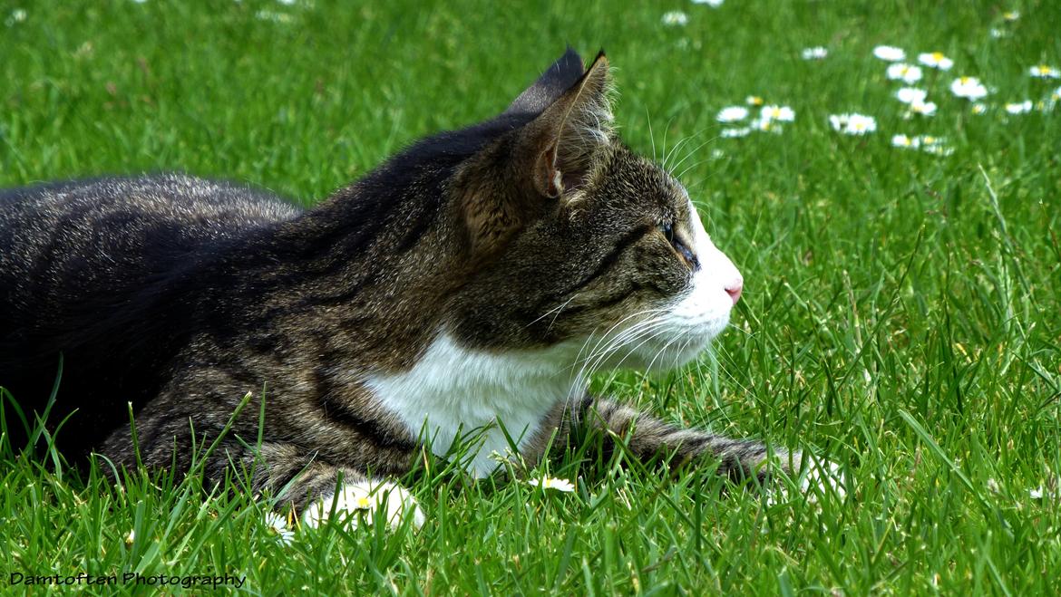 Huskat Nuller billede 8