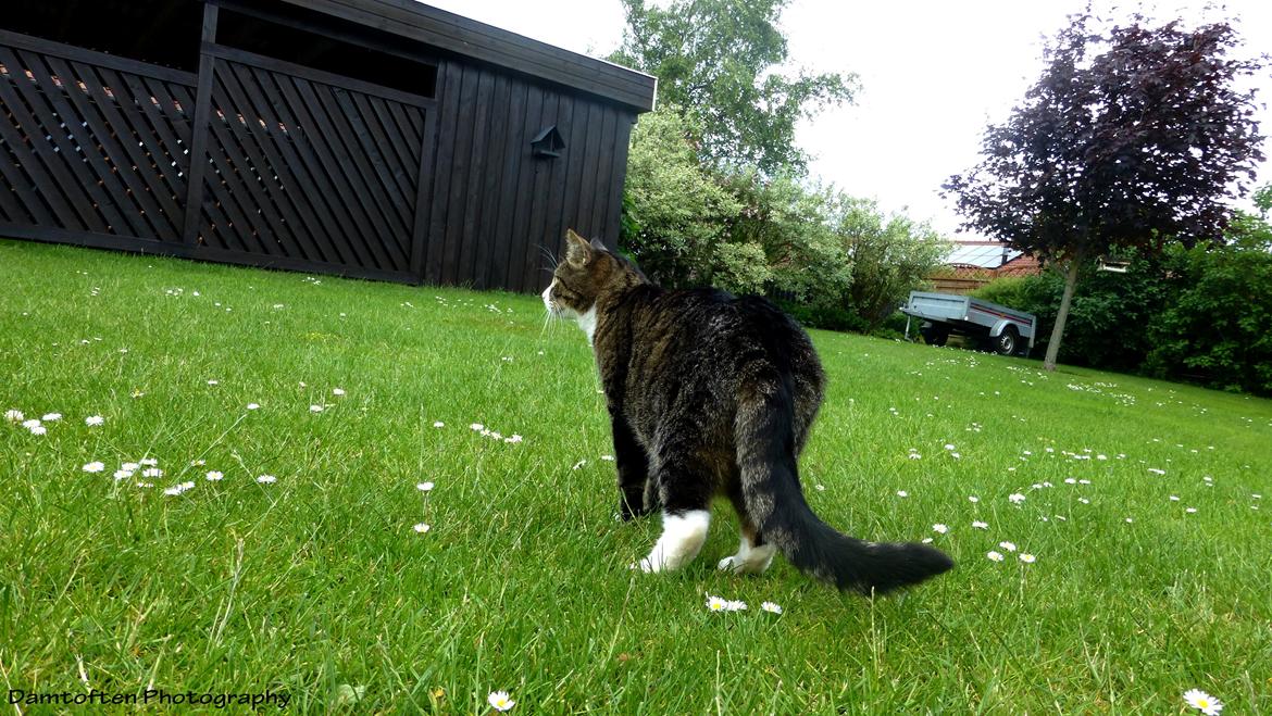 Huskat Nuller billede 10