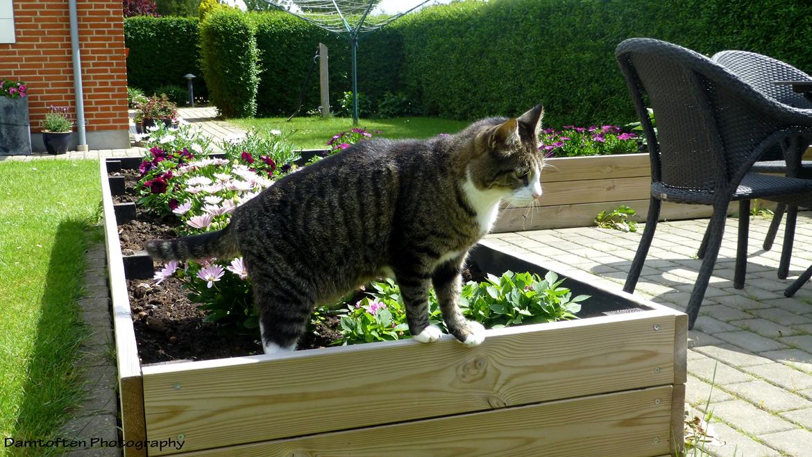 Huskat Nuller billede 11