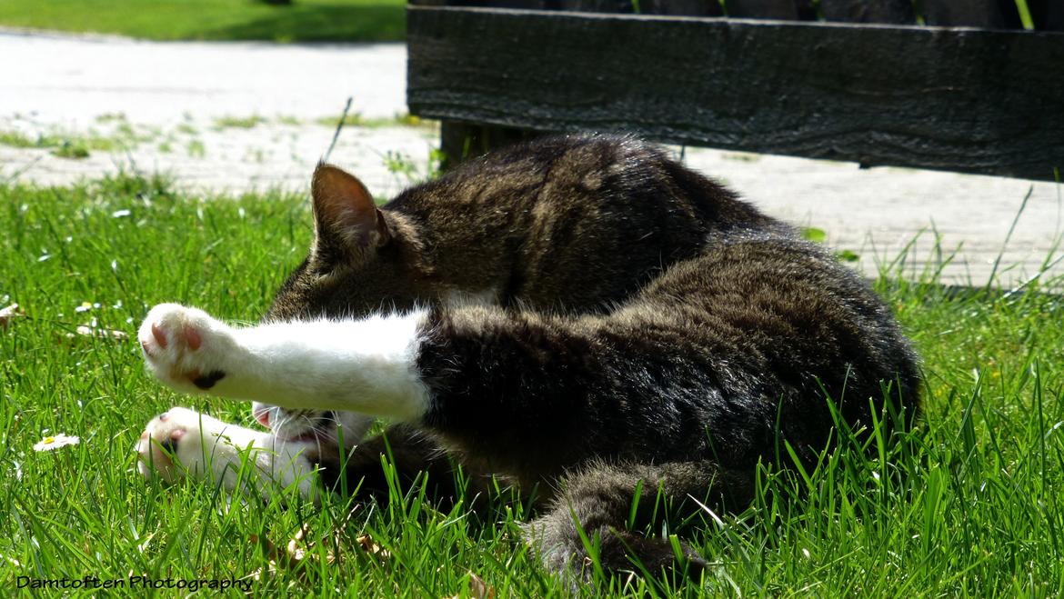 Huskat Nuller billede 12