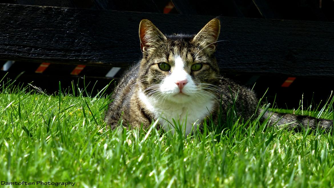 Huskat Nuller billede 14