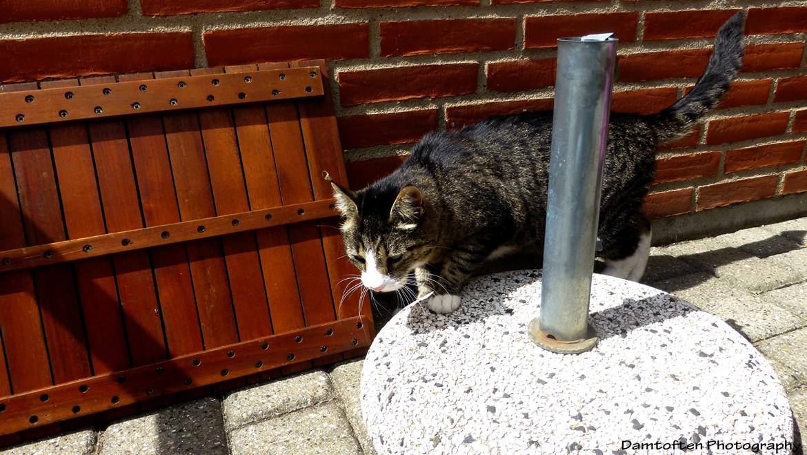 Huskat Nuller billede 15