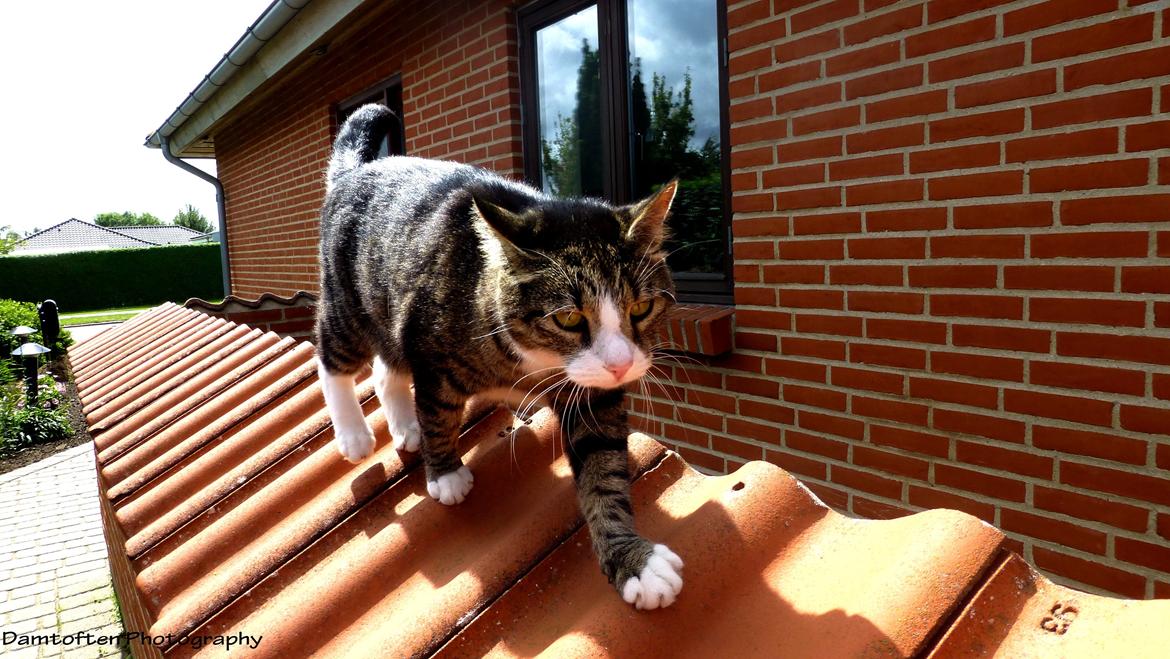 Huskat Nuller billede 16