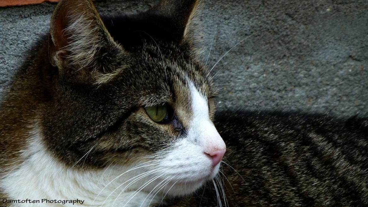 Huskat Nuller billede 18