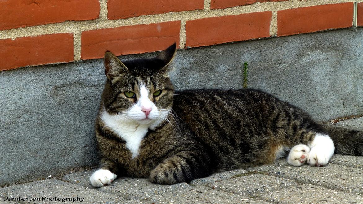 Huskat Nuller billede 19