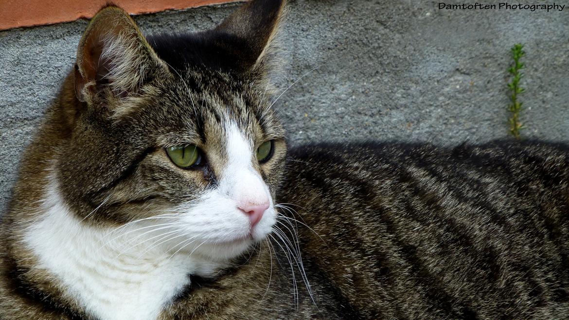 Huskat Nuller billede 20