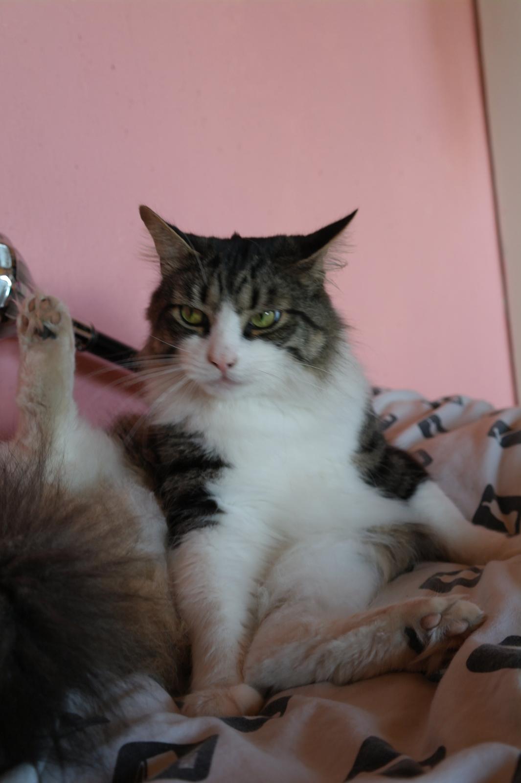 Norsk Skovkat Bosse | The Little Tiger |<3 billede 14