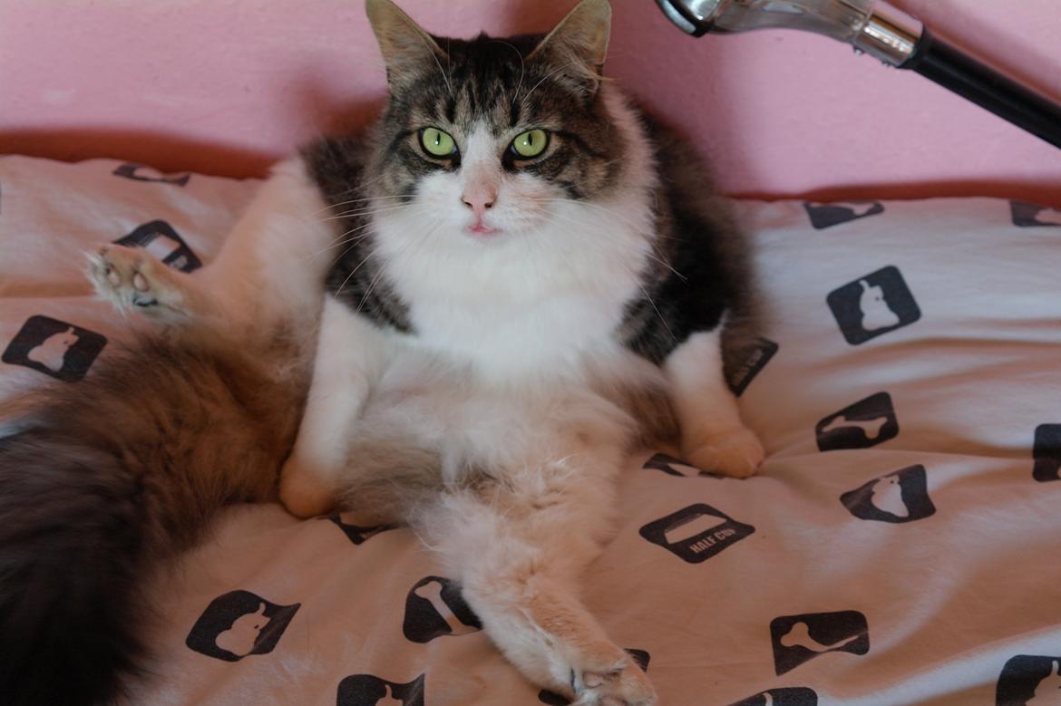 Norsk Skovkat Bosse | The Little Tiger |<3 billede 2