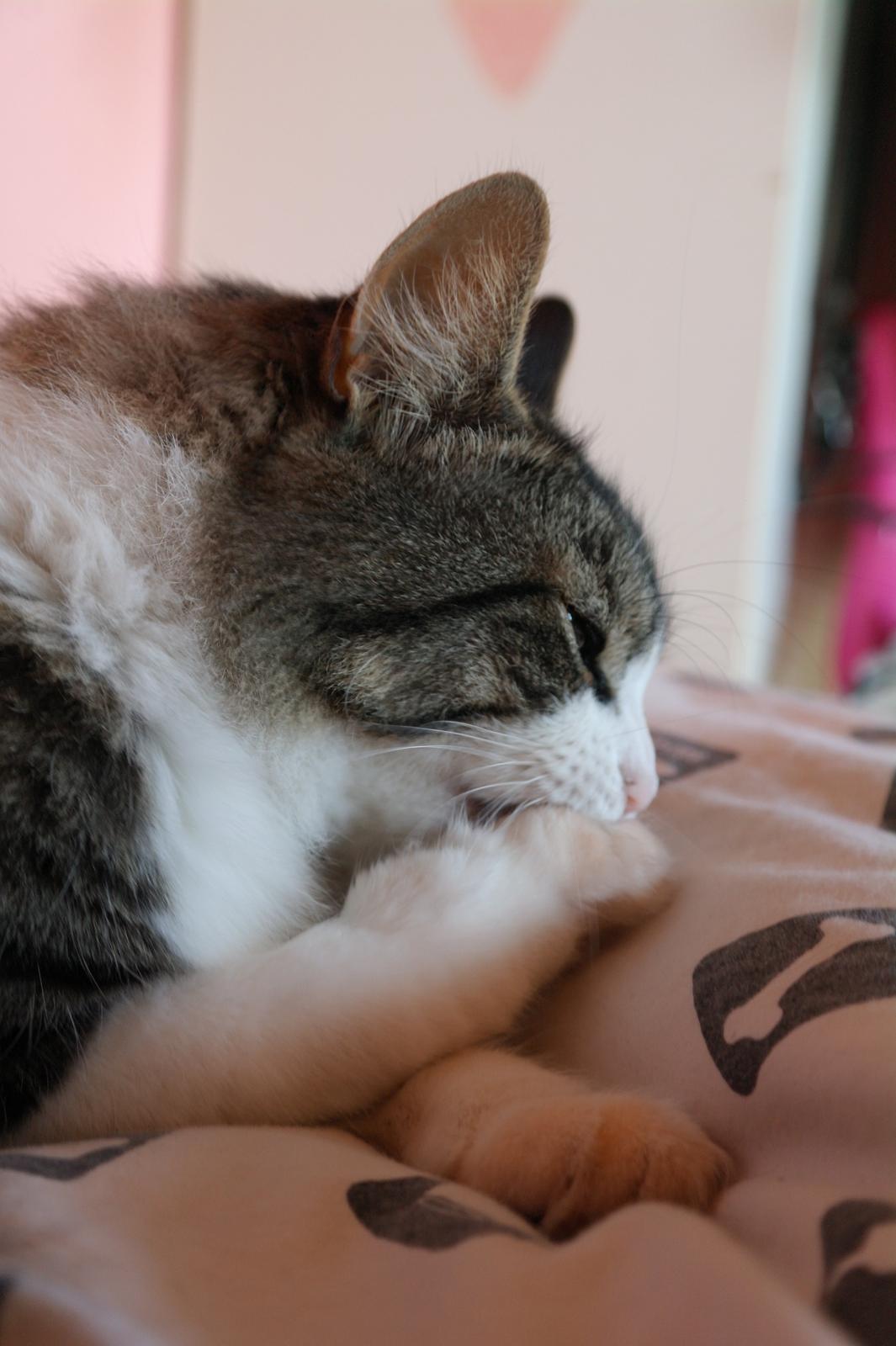 Norsk Skovkat Bosse | The Little Tiger |<3 billede 3