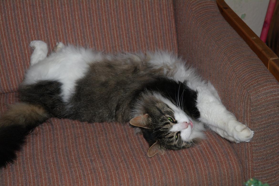 Norsk Skovkat Bosse | The Little Tiger |<3 billede 4