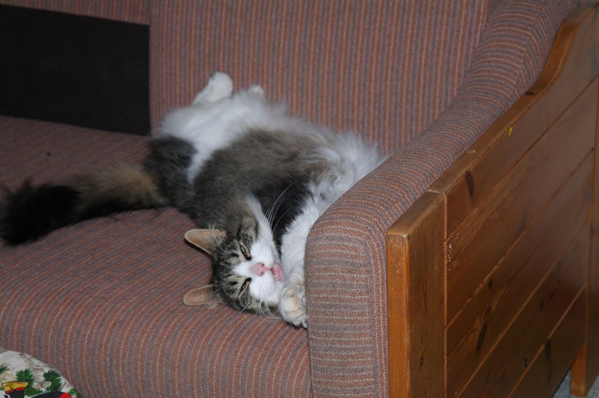 Norsk Skovkat Bosse | The Little Tiger |<3 billede 6