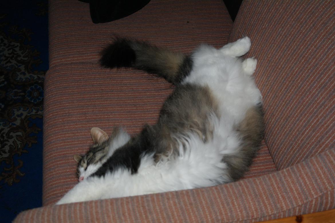 Norsk Skovkat Bosse | The Little Tiger |<3 billede 11